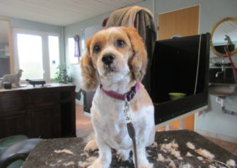 Hundesalon alt for hunden - Din hundesalon i Aalborg