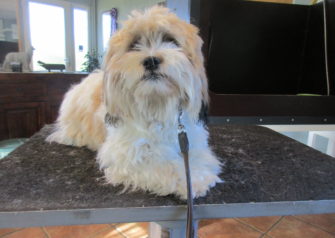 Hundesalon alt for hunden - Din hundesalon i Aalborg
