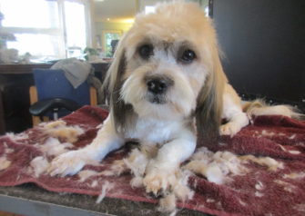 Hundesalon alt for hunden - Din hundesalon i Aalborg