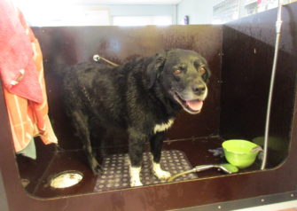 Hundesalon alt for hunden - Din hundesalon i Aalborg
