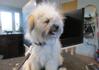 Hundesalon alt for hunden - Din hundesalon i Aalborg