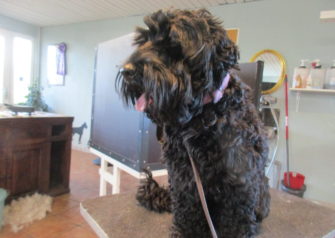 Hundesalon alt for hunden - Din hundesalon i Aalborg