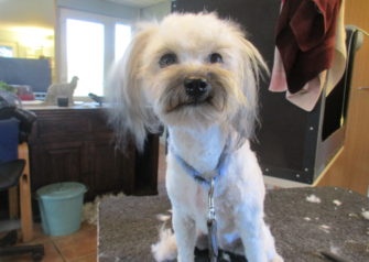 Hundesalon alt for hunden - Din hundesalon i Aalborg