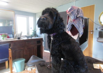 Hundesalon alt for hunden - Din hundesalon i Aalborg
