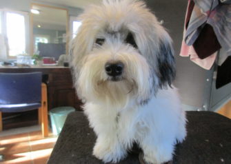 Hundesalon alt for hunden - Din hundesalon i Aalborg
