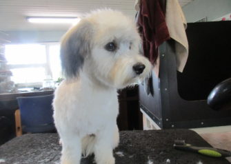 Hundesalon alt for hunden - Din hundesalon i Aalborg
