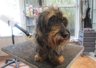 Hundesalon alt for hunden - Din hundesalon i Aalborg