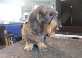 Hundesalon alt for hunden - Din hundesalon i Aalborg