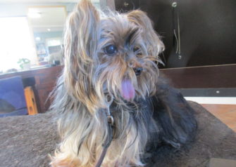 Hundesalon alt for hunden - Din hundesalon i Aalborg