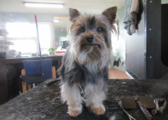 Hundesalon alt for hunden - Din hundesalon i Aalborg