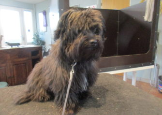 Hundesalon alt for hunden - Din hundesalon i Aalborg