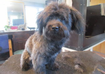 Hundesalon alt for hunden - Din hundesalon i Aalborg
