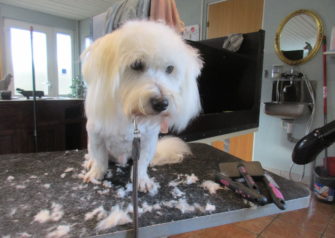 Hundesalon alt for hunden - Din hundesalon i Aalborg