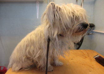 Hundesalon alt for hunden - Din hundesalon i Aalborg