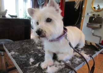 Hundesalon alt for hunden - Din hundesalon i Aalborg