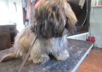 Hundesalon alt for hunden - Din hundesalon i Aalborg