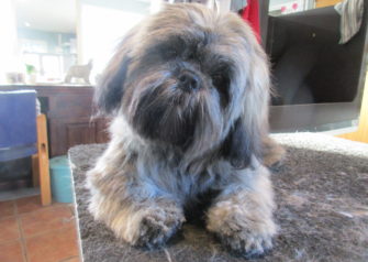 Hundesalon alt for hunden - Din hundesalon i Aalborg