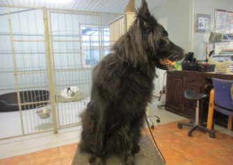 Hundesalon alt for hunden - Din hundesalon i Aalborg