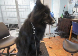 Hundesalon alt for hunden - Din hundesalon i Aalborg