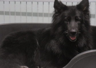 Hundesalon alt for hunden - Din hundesalon i Aalborg