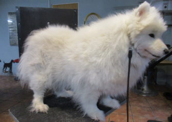 Hundesalon alt for hunden - Din hundesalon i Aalborg