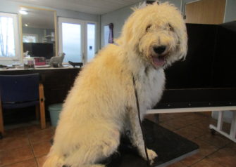 Hundesalon alt for hunden - Din hundesalon i Aalborg