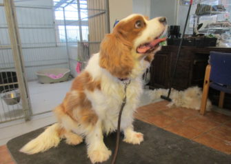 Hundesalon alt for hunden - Din hundesalon i Aalborg