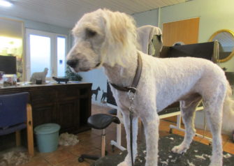 Hundesalon alt for hunden - Din hundesalon i Aalborg