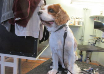 Hundesalon alt for hunden - Din hundesalon i Aalborg