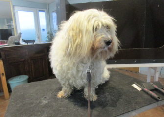 Hundesalon alt for hunden - Din hundesalon i Aalborg