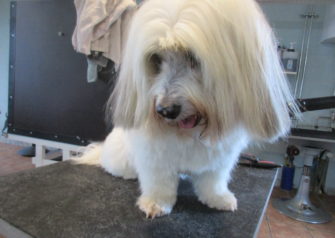 Hundesalon alt for hunden - Din hundesalon i Aalborg