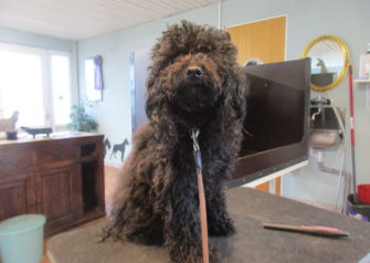 Hundesalon alt for hunden - Din hundesalon i Aalborg