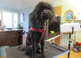 Hundesalon alt for hunden - Din hundesalon i Aalborg