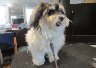 Hundesalon alt for hunden - Din hundesalon i Aalborg