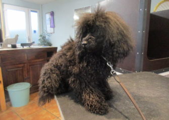 Hundesalon alt for hunden - Din hundesalon i Aalborg