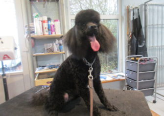 Hundesalon alt for hunden - Din hundesalon i Aalborg