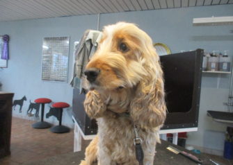 Hundesalon alt for hunden - Din hundesalon i Aalborg