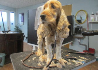 Hundesalon alt for hunden - Din hundesalon i Aalborg