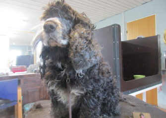 Hundesalon alt for hunden - Din hundesalon i Aalborg