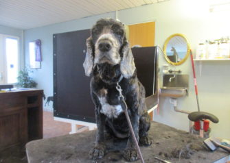 Hundesalon alt for hunden - Din hundesalon i Aalborg