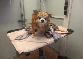 Hundesalon alt for hunden - Din hundesalon i Aalborg