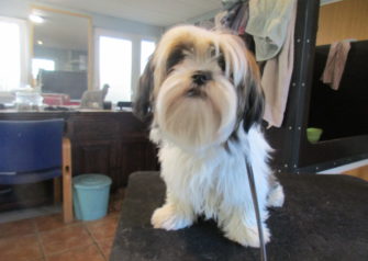 Hundesalon alt for hunden - Din hundesalon i Aalborg