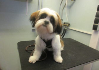 Hundesalon alt for hunden - Din hundesalon i Aalborg