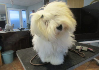 Hundesalon alt for hunden - Din hundesalon i Aalborg