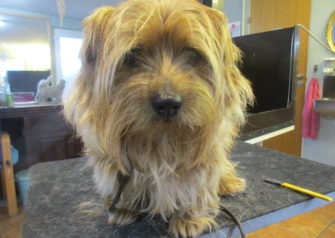 Hundesalon alt for hunden - Din hundesalon i Aalborg