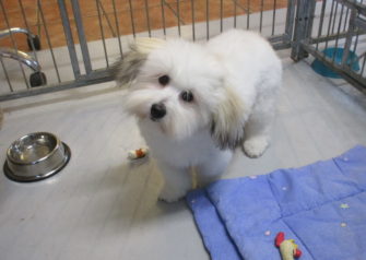 Hundesalon alt for hunden - Din hundesalon i Aalborg