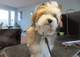Hundesalon alt for hunden - Din hundesalon i Aalborg