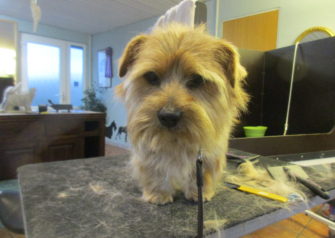 Hundesalon alt for hunden - Din hundesalon i Aalborg