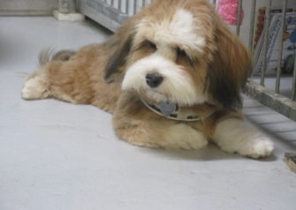 Hundesalon alt for hunden - Din hundesalon i Aalborg