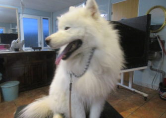 Hundesalon alt for hunden - Din hundesalon i Aalborg